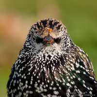Spreeuw / Starling - Wognum