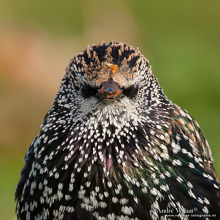 Spreeuw / Starling - Wognum