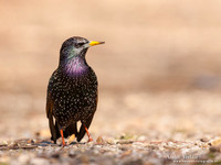 Spreeuw / Starling - Enkhuizen