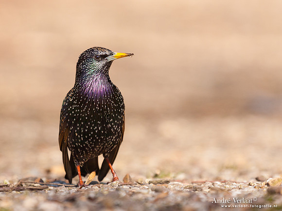 Spreeuw / Starling - Enkhuizen