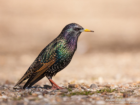 Spreeuw / Starling - Enkhuizen
