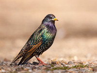 Spreeuw / Starling - Enkhuizen