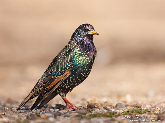 Spreeuw / Starling - Enkhuizen