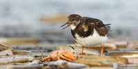 Steenloper / Ruddy Turnstone - Texel