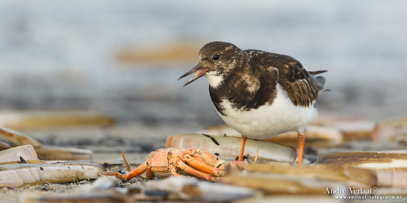 Steenloper / Ruddy Turnstone - Texel