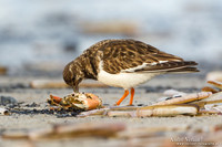 Steenloper / Ruddy Turnstone - Texel