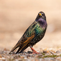 Spreeuw / Starling - Enkhuizen