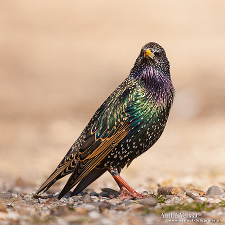 Spreeuw / Starling - Enkhuizen