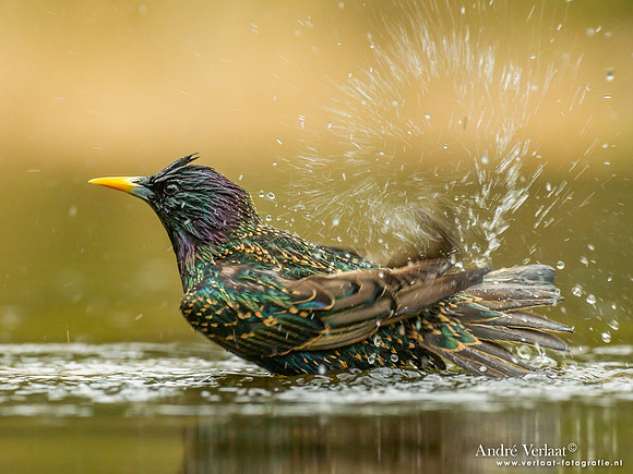 Spreeuw / Starling - Holten