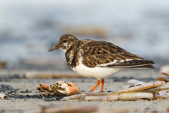 Steenloper / Ruddy Turnstone - Texel