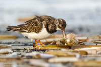Steenloper / Ruddy Turnstone - Texel