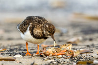 Steenloper / Ruddy Turnstone - Texel