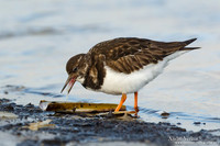 Steenloper / Ruddy Turnstone - Texel