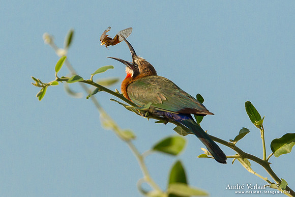 Witkapbijeneter / White-fronted Bee-eater - South Luangwa NP