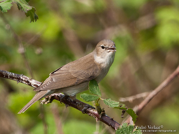 Tuinfluiter / Garden Warbler - Lepelaarplassen