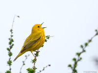 Gele Zanger / Yellow Warbler - Boston MA