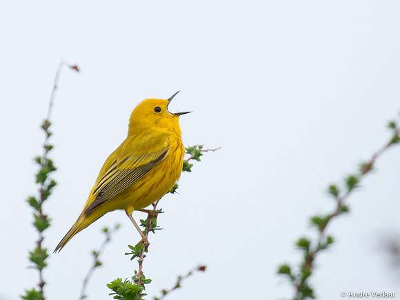 Gele Zanger / Yellow Warbler - Boston MA