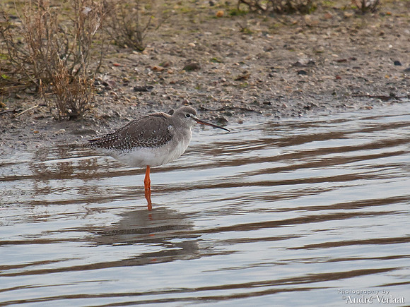 Zwarte Ruiter / Spotted Redshank - Wieringen