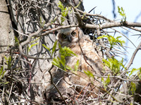 Amerikaanse Oehoe / Great Hornet Owl - Boston MA