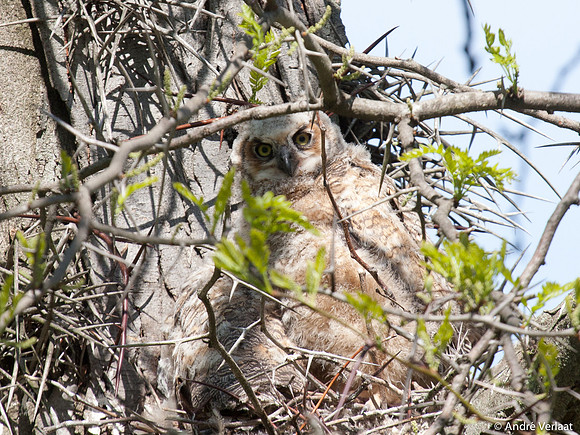 Amerikaanse Oehoe / Great Hornet Owl - Boston MA
