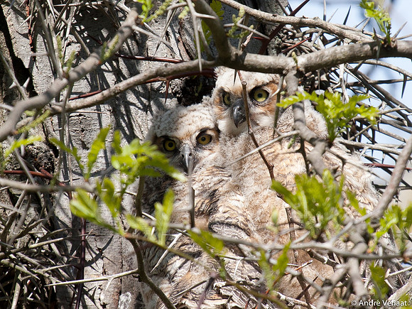 Amerikaanse Oehoe / Great Hornet Owl - Boston MA