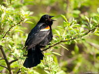Epauletspreeuw / Red Winged Black Bird - Boston MA