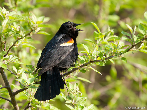 Epauletspreeuw / Red Winged Black Bird - Boston MA