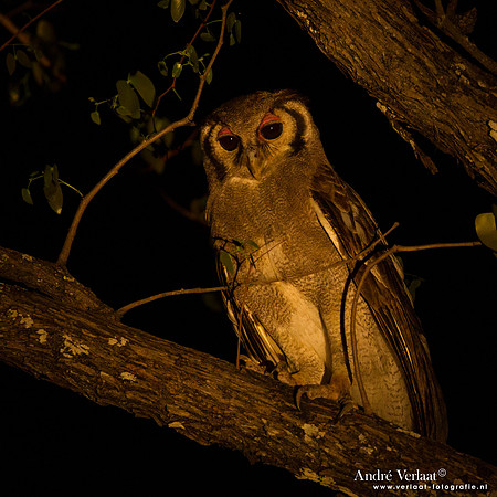 Verreaux' Oehoe / Verreaux's Eagle-Owl- South Luangwa NP