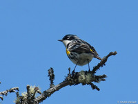 Geelstuitzanger / Yellow Rumped Warbler - Acadia NP ME