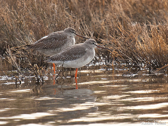 Zwarte Ruiter / Spotted Redshank - Wieringen