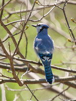 Blauwe Gaai / Blue Jay - Boston MA