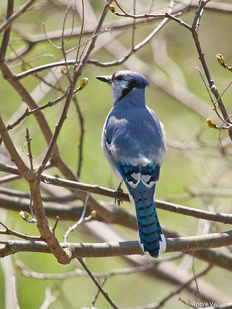 Blauwe Gaai / Blue Jay - Boston MA