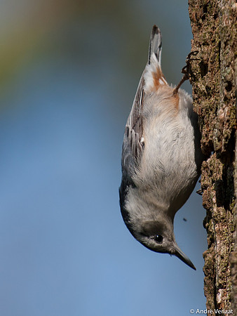 Witborst Boomklever / White-breasted Nuthatch - Boston MA