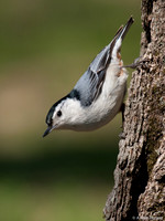 Witborst Boomklever / White-breasted Nuthatch - Boston MA
