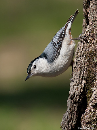 Witborst Boomklever / White-breasted Nuthatch - Boston MA