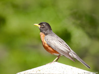 Roodborstlijster / American Robin - Boston MA
