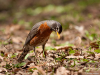 Roodborstlijster / American Robin - Boston MA