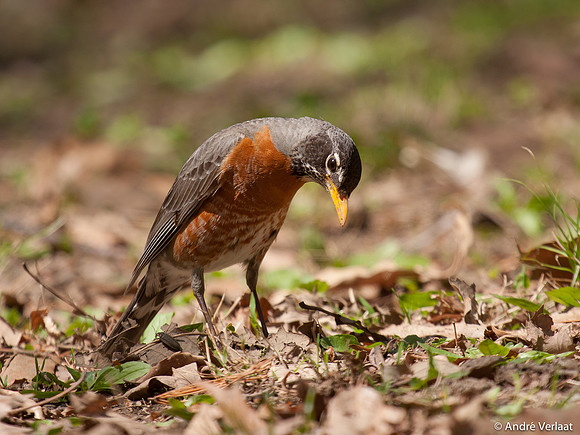 Roodborstlijster / American Robin - Boston MA