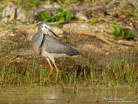 Witwangreiger / White-faced Heron - Fraser Island