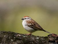 Musgors / Chipping Sparrow - Boston MA