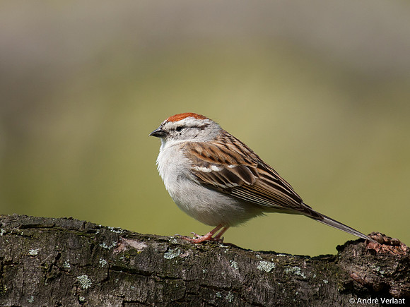Musgors / Chipping Sparrow - Boston MA