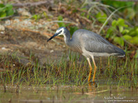 Witwangreiger / White-faced Heron - Fraser Island