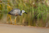 Witwangreiger / White-faced Heron - Fraser Island