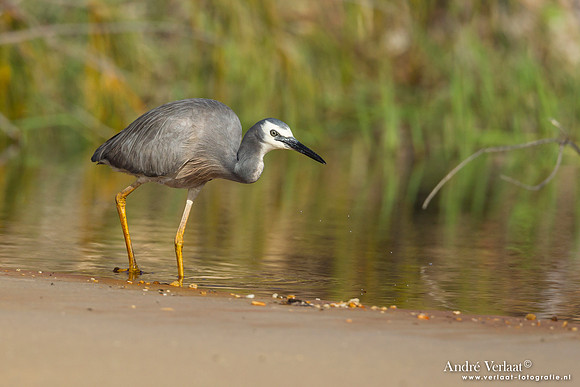Witwangreiger / White-faced Heron - Fraser Island