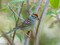Musgors / Chipping Sparrow - Boston MA