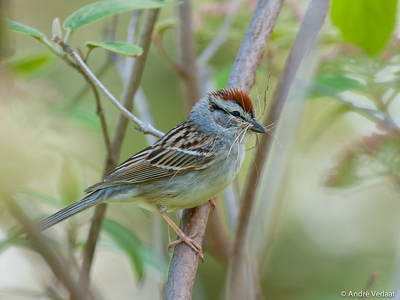 Musgors / Chipping Sparrow - Boston MA
