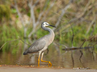 Witwangreiger / White-faced Heron - Fraser Island