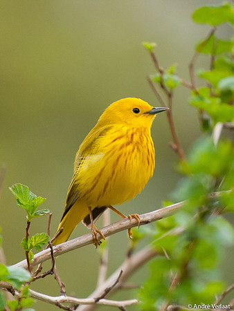 Gele Zanger / Yellow Warbler - Boston MA