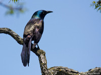 Glanstroepiaal / Common Grackle - Boston MA