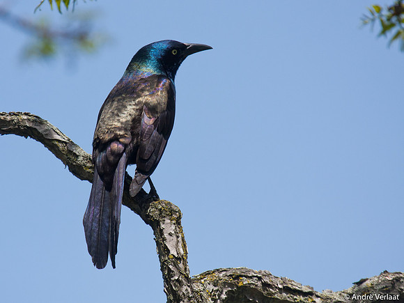 Glanstroepiaal / Common Grackle - Boston MA